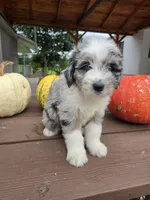Annie, a female Aussiedoodle for sale in Lagrange, IN – 6 of 7