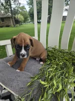 Jagger, a male Boxer for sale in Lagrange, IN – 7 of 9