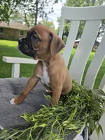 Zeus, a male Boxer for sale in Lagrange, IN – 7 of 9