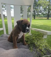 Dozer, a male Boxer for sale in Lagrange, IN – 3 of 9