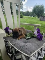 Sophie, a female Boxer for sale in Lagrange, IN – 8 of 10