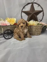 Ruby, a female Poodle - Miniature  for sale in Lagrange, IN – 6 of 10
