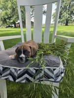 Tank, a male Boxer for sale in Lagrange, IN – 3 of 9