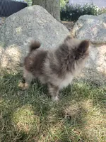 Lindsey, a female Pomeranian for sale in Lagrange, IN – 6 of 10