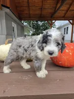 Benny, a male Aussiedoodle for sale in Lagrange, IN – 8 of 8