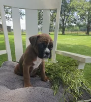 Dozer, a male Boxer for sale in Lagrange, IN – 4 of 9