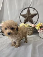 Jasper, a male Poodle - Miniature  for sale in Lagrange, IN – 3 of 9