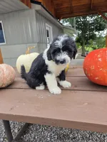 Charlotte, a female Aussiedoodle for sale in Lagrange, IN – 8 of 9