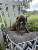 Zeus, a male Boxer for sale in Lagrange, IN – 8 of 9