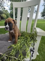 Jagger, a male Boxer for sale in Lagrange, IN – 3 of 9