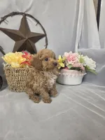 Ruby, a female Poodle - Miniature  for sale in Lagrange, IN – 2 of 10