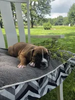 Tank, a male Boxer for sale in Lagrange, IN – 4 of 9