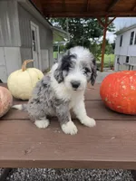 Benny, a male Aussiedoodle for sale in Lagrange, IN – 5 of 8