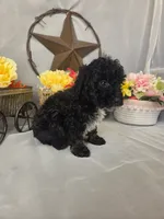 Chip, a male Poodle - Miniature  for sale in Lagrange, IN – 3 of 7
