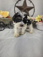 Oscar, a male Poodle - Miniature  for sale in Lagrange, IN – 6 of 6