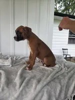 Tank, a male Boxer for sale in Lagrange, IN – 6 of 8