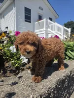 Danielle, a female Poodle - Miniature  for sale in Lagrange, IN – 7 of 8