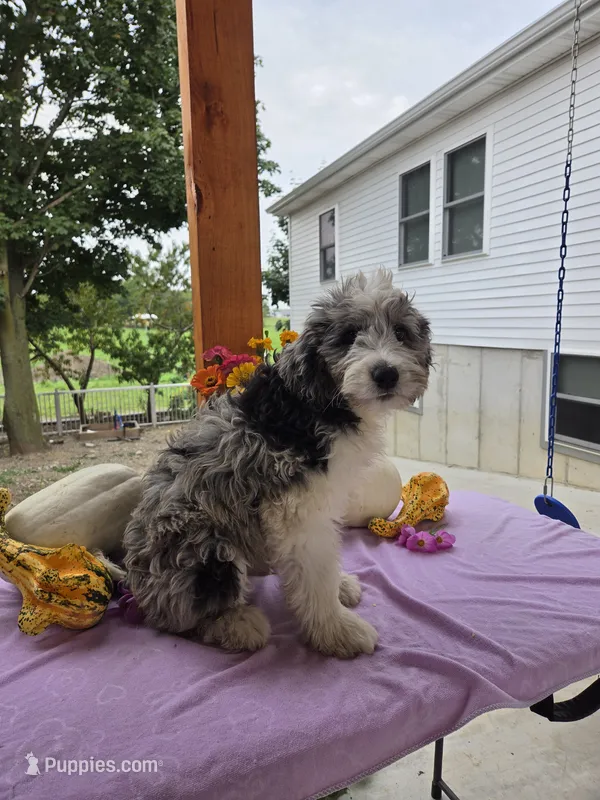 Oakly – Aussiedoodle puppy for sale in Lagrange, IN