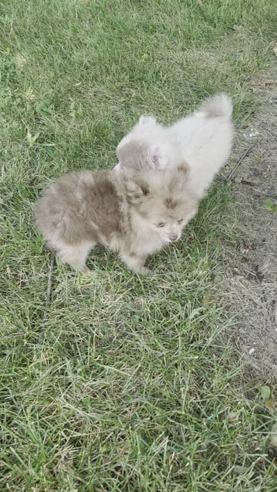 Lindsey, a female Pomeranian for sale in Lagrange, IN – 9 of 10