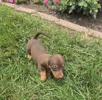 Khloe, a female Miniature Dachshund for sale in Lagrange, IN – 2 of 9