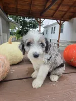 Oakly, a male Aussiedoodle for sale in Lagrange, IN – 2 of 8