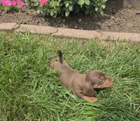 Kenzie, a female Miniature Dachshund for sale in Lagrange, IN – 6 of 8