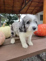 Oakly, a male Aussiedoodle for sale in Lagrange, IN – 5 of 8