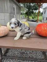 Oakly, a male Aussiedoodle for sale in Lagrange, IN – 3 of 8
