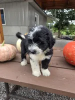 Charlotte, a female Aussiedoodle for sale in Lagrange, IN – 7 of 9