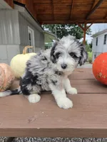 Archie, a male Aussiedoodle for sale in Lagrange, IN – 3 of 8