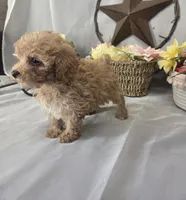 Jasper, a male Poodle - Miniature  for sale in Lagrange, IN – 8 of 9