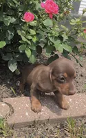 Kenzie, a female Miniature Dachshund for sale in Lagrange, IN – 2 of 8