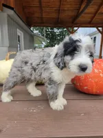 Benny, a male Aussiedoodle for sale in Lagrange, IN – 4 of 8