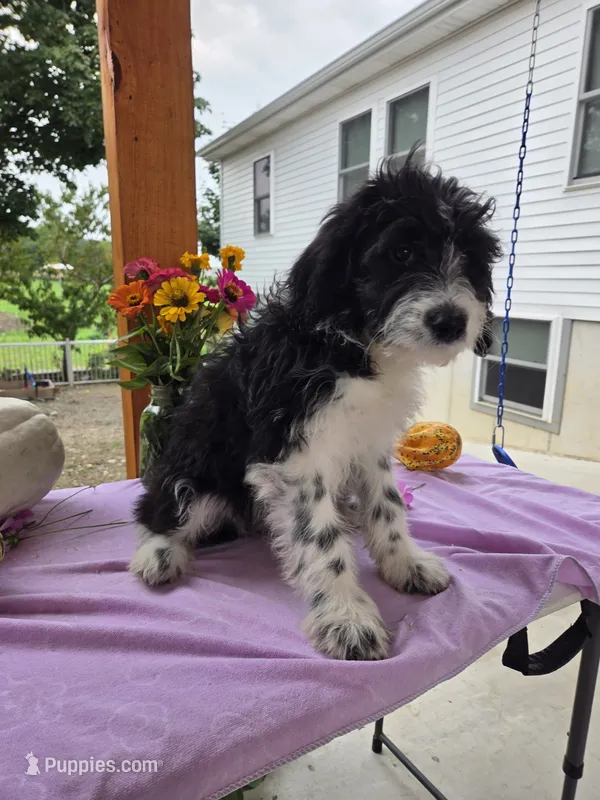 Lady – Aussiedoodle puppy for sale in Lagrange, IN