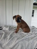 Tank, a male Boxer for sale in Lagrange, IN – 4 of 8