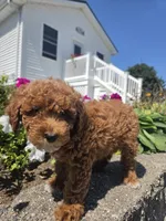 Danielle, a female Poodle - Miniature  for sale in Lagrange, IN – 4 of 8
