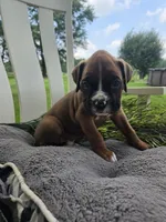 Jagger, a male Boxer for sale in Lagrange, IN – 4 of 9