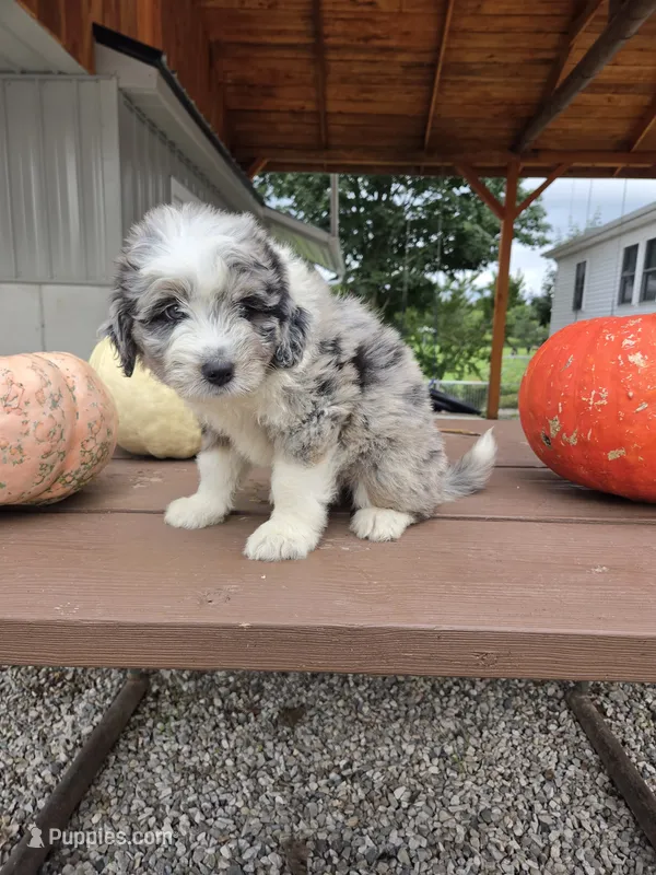 Annie – Aussiedoodle puppy for sale in Lagrange, IN