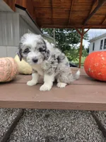 Annie, a female Aussiedoodle for sale in Lagrange, IN – 1 of 7