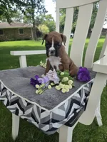 Piper, a female Boxer for sale in Lagrange, IN – 4 of 10