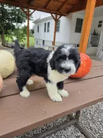 Charlotte, a female Aussiedoodle for sale in Lagrange, IN – 5 of 9