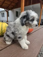 Annie, a female Aussiedoodle for sale in Lagrange, IN – 5 of 7