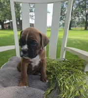 Dozer, a male Boxer for sale in Lagrange, IN – 5 of 9