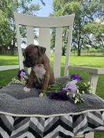 Piper, a female Boxer for sale in Lagrange, IN – 5 of 10