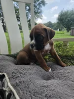 Jagger, a male Boxer for sale in Lagrange, IN – 6 of 9