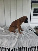 Tank, a male Boxer for sale in Lagrange, IN – 3 of 8