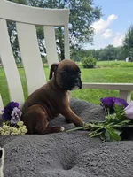 Sophie, a female Boxer for sale in Lagrange, IN – 6 of 10