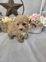 Jasper, a male Poodle - Miniature  for sale in Lagrange, IN – 2 of 9