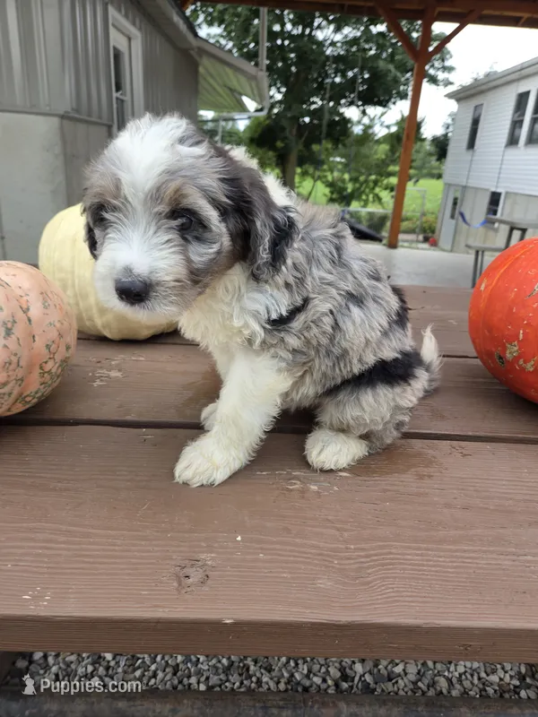 Oakly – Aussiedoodle puppy for sale in Lagrange, IN