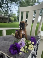 Sophie, a female Boxer for sale in Lagrange, IN – 7 of 10
